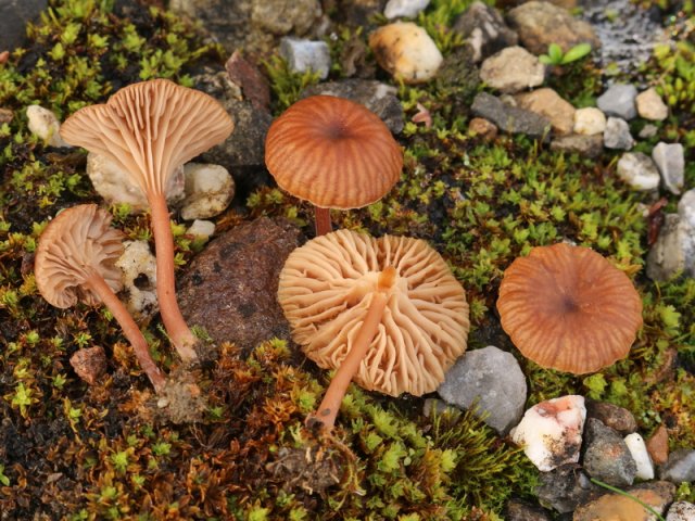 Omphalina pyxidata, Rotbrauner Nabeling